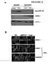 Fig. 08 - Methods for treating, preventing, or reducing cardiac disorders using fadd inhibitors