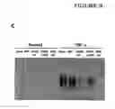 Fig. 09 - Methods for treating, preventing, or reducing cardiac disorders using fadd inhibitors