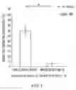 Fig. 02 - Anti-midkine antibody for preventing post-laparotomy adhesions