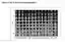 Fig. 02 - DNA-based aptamers for human cathepsin G