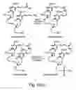 Fig. 34 - Nucleic acid derivatives