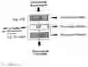 Fig. 16 - Process for concentration of macromolecules