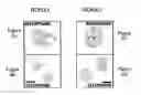 Fig. 07 - Quantitative assessment of biological function based on the temporal and spatial organization of subnuclear domains