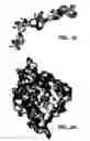 Fig. 74 - Nucleic acids and proteins with thioredoxin reductase activity