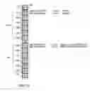 Fig. 03 - Method and apparatus for vector execution on a scalar machine