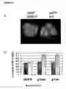 Fig. 07 - Plant-derived transferase genes