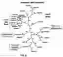 Fig. 09 - Nucleic acids encoding a galacturonosyl tranferase enzyme (GALAT1) from 