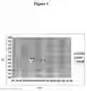 Fig. 02 - Anaerobically digested fiber for use as a container media substrate