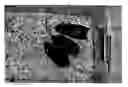 Fig. 01 - Stimulation of hair regrowth
