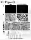 Fig. 06 - Recombinant trail vectors and uses thereof