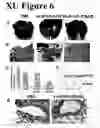 Fig. 07 - Recombinant trail vectors and uses thereof