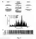 Fig. 02 - Soluble rna polymerase protein and methods for the use thereof