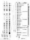 Fig. 02 - Erythrocyte differentiation factor, gene encoding same, and methods of use thereof