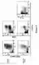 Fig. 09 - Method of treating an autoimmune disease