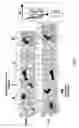 Fig. 08 - Leptin antagonists