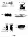 Fig. 02 - Transcript factor and an Akt substrate related to transcriptional action of insulin and applications of same