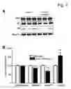 Fig. 08 - Conjugates of insulin-like growth factor-1 and poly(ethylene glycol)