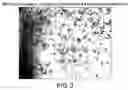 Fig. 04 - Amorphous tacrolimus and preparation thereof