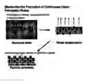 Fig. 01 - Vapor permeable liquid-applied membrane