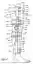 Fig. 03 - Method for fitting an orthopedic brace to the body