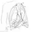 Fig. 01 - Device and method for biasing lung volume