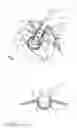 Fig. 02 - Protective shield for a cutting tool of a brushcutter or trimmer