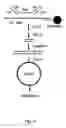 Fig. 22 - Cell permeable nanoconjugates of shell-crosslinked knedel (SCK) and peptide nucleic acids (“PNAs”) with uniquely expressed or over-expressed mRNA targeting sequences for early diagnosis and therapy of cancer