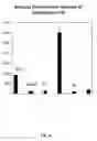 Fig. 32 - Cell permeable nanoconjugates of shell-crosslinked knedel (SCK) and peptide nucleic acids (“PNAs”) with uniquely expressed or over-expressed mRNA targeting sequences for early diagnosis and therapy of cancer