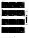 Fig. 35 - Cell permeable nanoconjugates of shell-crosslinked knedel (SCK) and peptide nucleic acids (“PNAs”) with uniquely expressed or over-expressed mRNA targeting sequences for early diagnosis and therapy of cancer