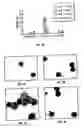 Fig. 03 - Method of preventing and treating airway remodeling and pulmonary inflammation using A2B adenosine receptor antagonists