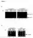 Fig. 04 - GD2 ligands
