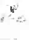 Fig. 49 - Human papilloma virus probes for the diagnosis of cancer