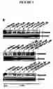 Fig. 02 - Survivin