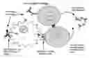 Fig. 01 - Methods for producing human antibodies in SCID mice