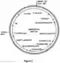 Fig. 02 - Bentgrass event ASR-368 and compositions and methods for detection thereof