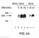 Fig. 08 - Adenovirus vectors specific for cells expressing alpha-fetoprotein and methods of use thereof