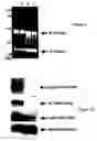 Fig. 07 - Isolation of target cells, capillaries and microorgans