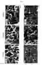 Fig. 08 - Composite material containing a calcium phosphate gradient
