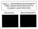 Fig. 02 - Modulation of mesenchymal cells via iga-receptors