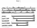 Fig. 02 - Deletion forms of IGE-dependent histamine releasing factor having histamine releasing activity, HRF-binding peptides and the uses thereof