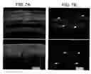 Fig. 08 - Immunoselective targeting agents and methods of use thereof