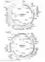 Fig. 03 - Vaccine