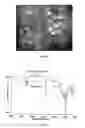 Fig. 06 - Polymer compositions for administration to animals