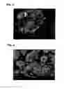 Fig. 02 - Soft magnetic composite powder comprising an inorganic insulating coating, production method of the same, and production method of soft magnetic compact