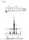 Fig. 06 - Protocol for optimizing purification of enzymatically active human telomerase