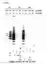 Fig. 08 - Protocol for optimizing purification of enzymatically active human telomerase