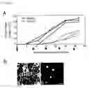 Fig. 02 - Autoimmune disease model animal