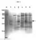 Fig. 04 - Novel polypetide having function of 7-keto-8-aminopelargonic acid synthase of plant and method for inducing growth inhibition and lethality by suppressing expression of the polypeptide