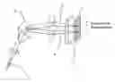 Fig. 01 - Photosensitive array detector for spectrally split light