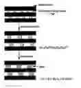 Fig. 01 - Composites and composite membranes